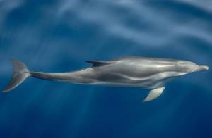 Rodolphe SERRES - RODOLPHE SERRES